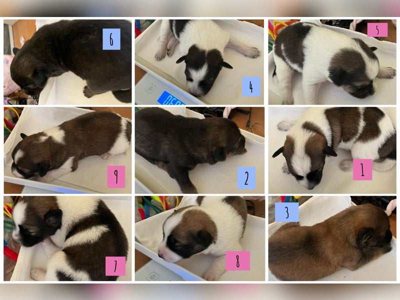 Neun kleine Tierschutzwelpen❤️in 22399 Hamburg suchen ihr Für-immer-Zuhause