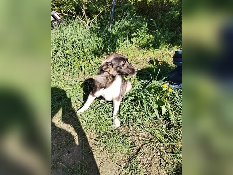 Sanftes und menschenbezogenes Zwerglein Resi❤️sucht Ihre Menschen