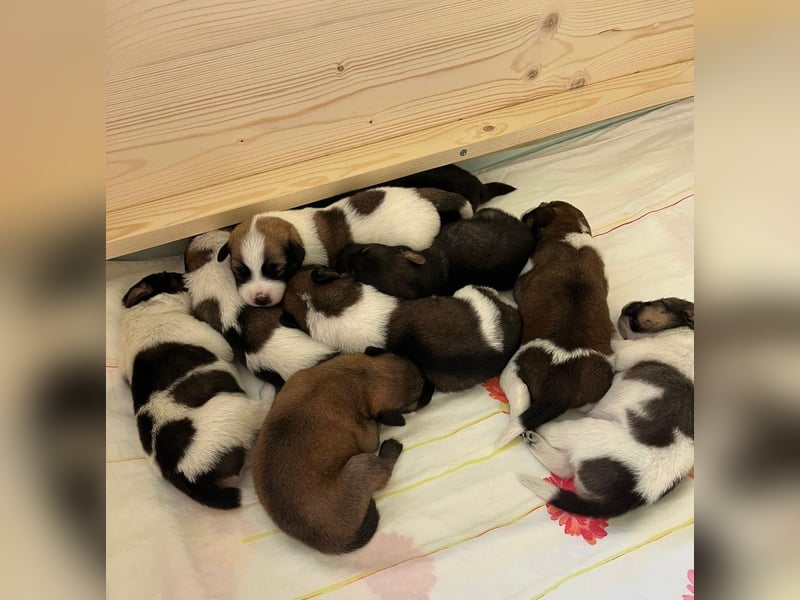 Neun kleine Tierschutzwelpen❤️in 22399 Hamburg suchen ihr Für-immer-Zuhause