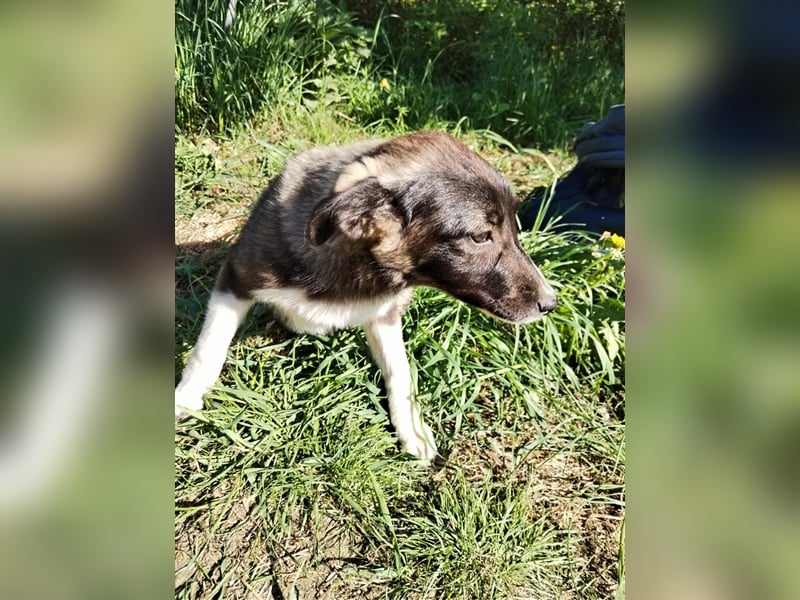 Sanftes und menschenbezogenes Zwerglein Resi❤️sucht Ihre Menschen