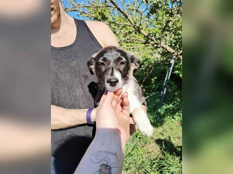 Sanftes und menschenbezogenes Zwerglein Resi❤️sucht Ihre Menschen