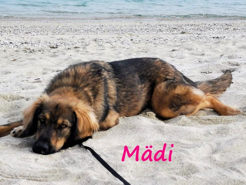Mädi 07/2023 (GRC Pflegestelle) - bezaubernde und ausgeglichene Hündin sucht ruhiges Zuhause!