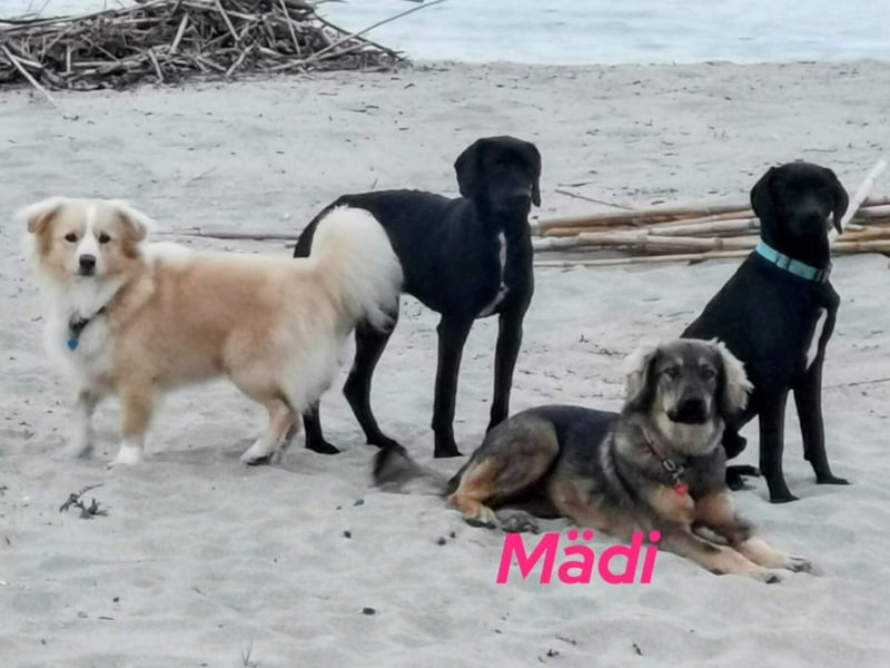 Mädi 07/2023 (GRC Pflegestelle) - bezaubernde und ausgeglichene Hündin sucht ruhiges Zuhause!