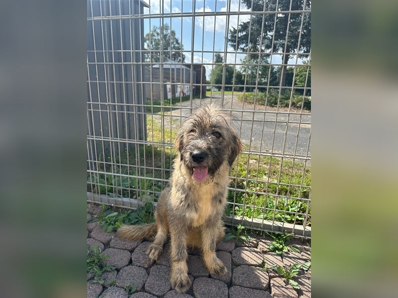 Nika braucht Liebe, ein Zuhause - und genau DICH!