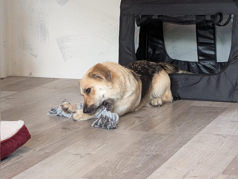 Kleine Rea sucht ihr Für-Immer-Zuhause