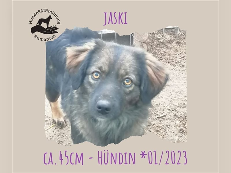Jaski - Junghündin die Katzen liebt