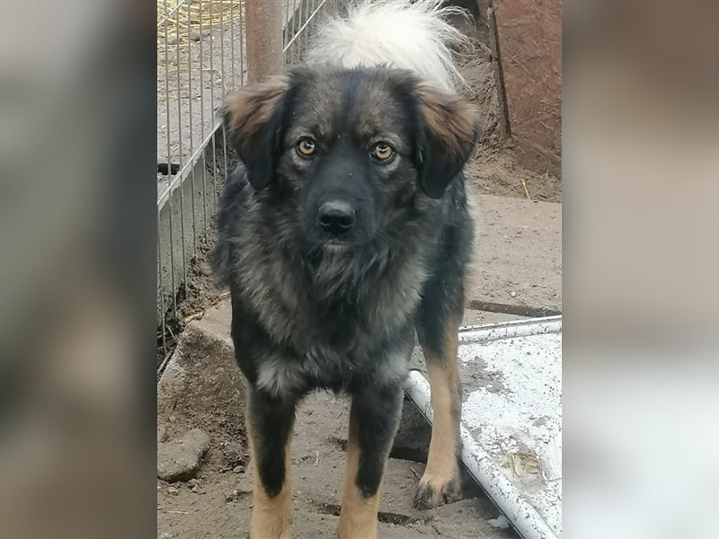 Jaski - tolle Junghündin mit Katzenerfahrung