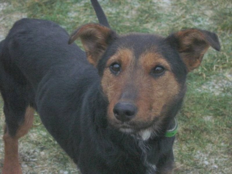 Die kleine, ruhige  Hundeseele Duschka träumt über eigenes Körbchen
