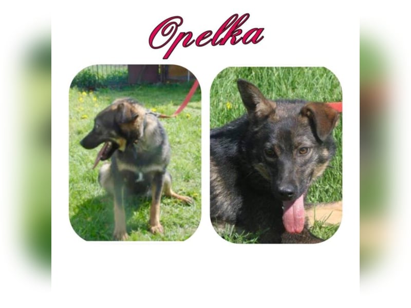 Schäferhund-Mix Opelka - lieb, fröhlich und toll