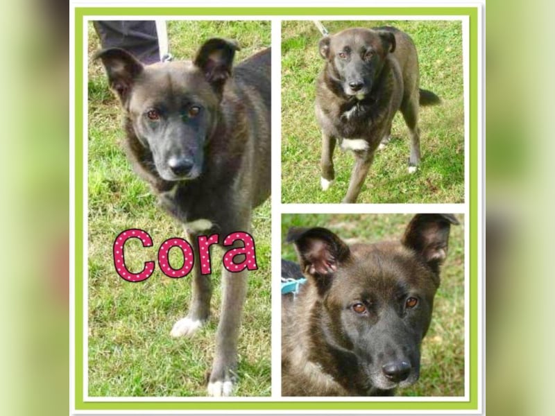 Cora spielt gerne mit anderen Hunden