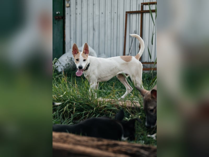 Bonni * geb 02 2024 – Ein kleines Wunderkind mit großem Herzen sucht ein Zuhause