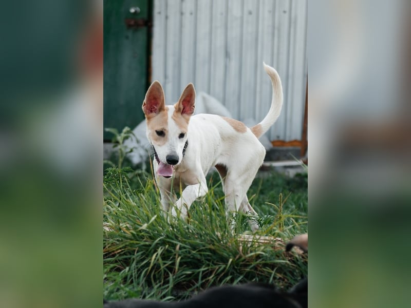 Bonni * geb 02 2024 – Ein kleines Wunderkind mit großem Herzen sucht ein Zuhause