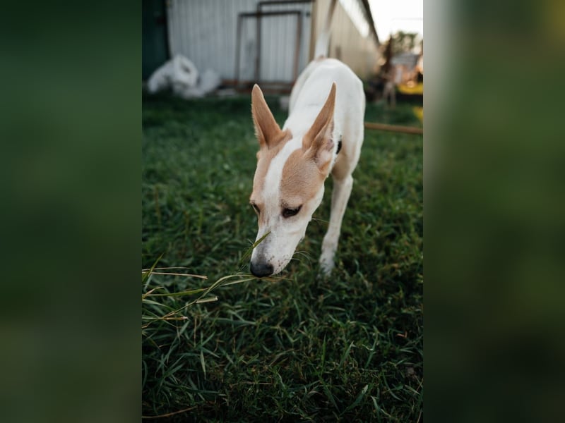 Bonni * geb 02 2024 – Ein kleines Wunderkind mit großem Herzen sucht ein Zuhause