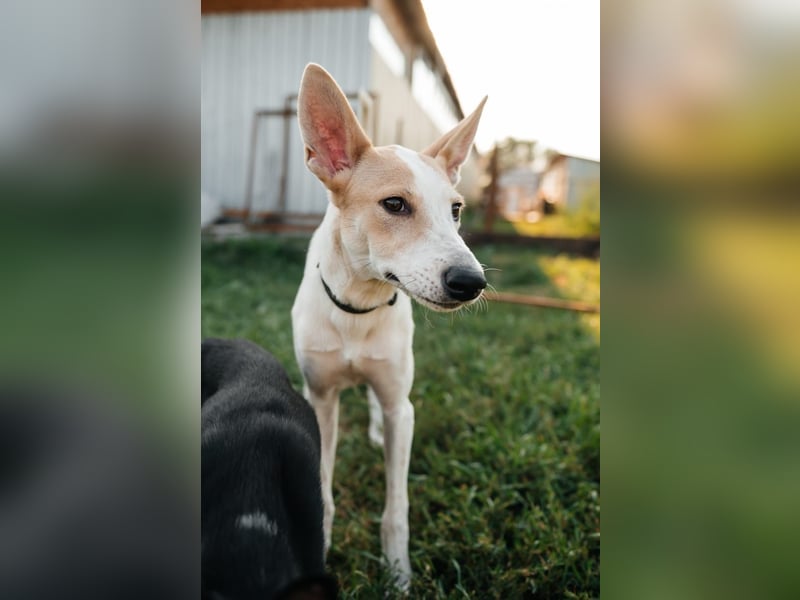 Bonni * geb 02 2024 – Ein kleines Wunderkind mit großem Herzen sucht ein Zuhause