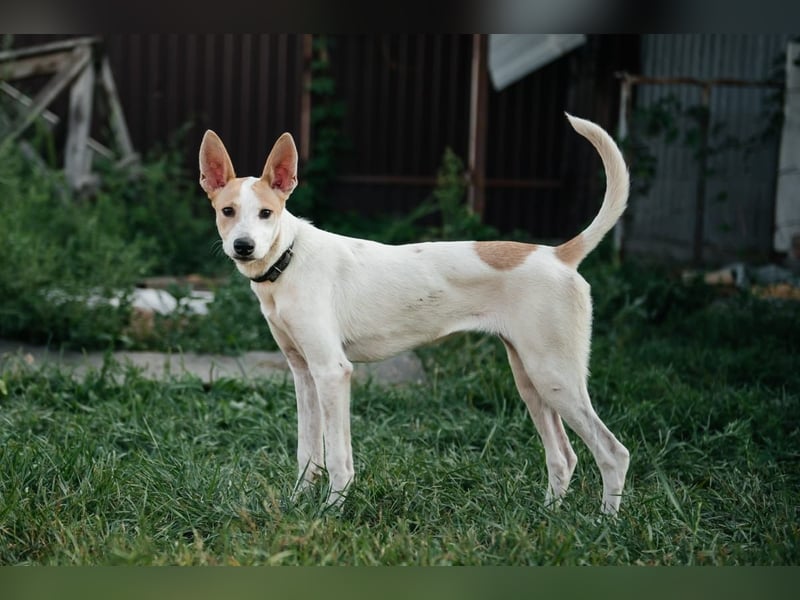 Bonni * geb 02 2024 – Ein kleines Wunderkind mit großem Herzen sucht ein Zuhause