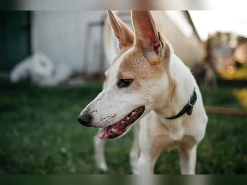 Bonni * geb 02 2024 – Ein kleines Wunderkind mit großem Herzen sucht ein Zuhause