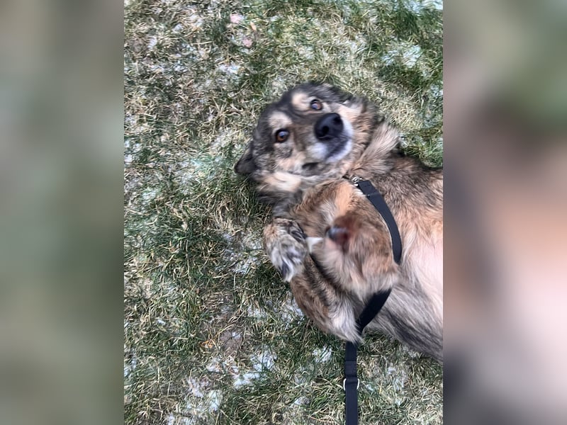 Polly sucht ihr Glück