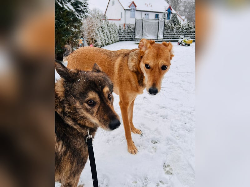 Polly sucht ihr Glück