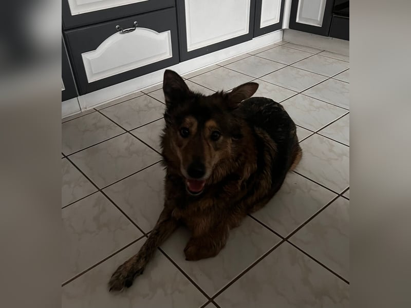 Polly sucht ihr Glück