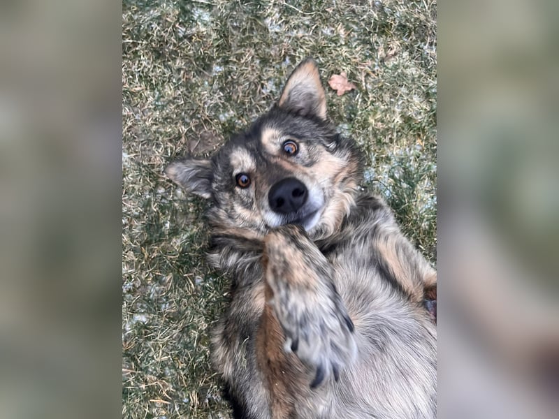 Polly sucht ihr Glück