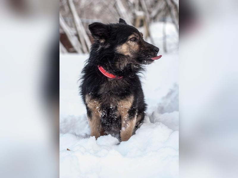 Tarzan - Wundervoller Kumpel (Ukraine)