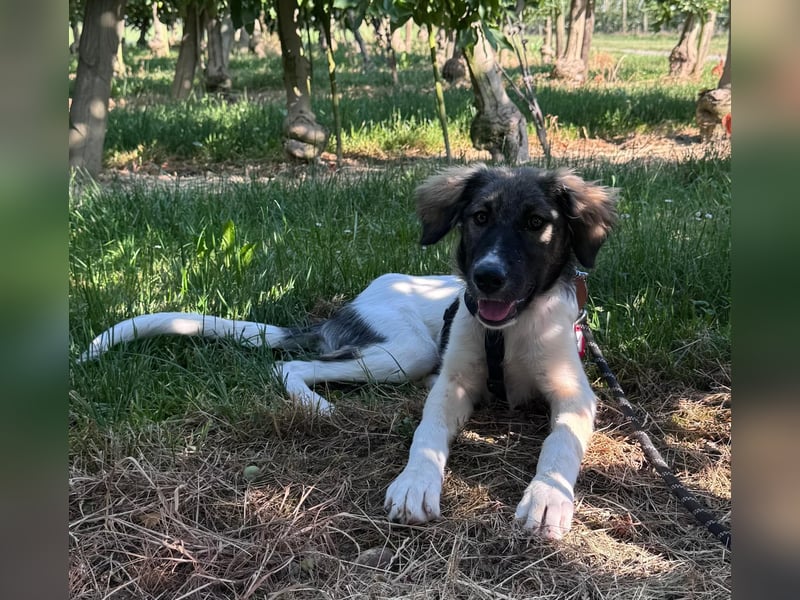 Pippi - Herdenschutz-Mix