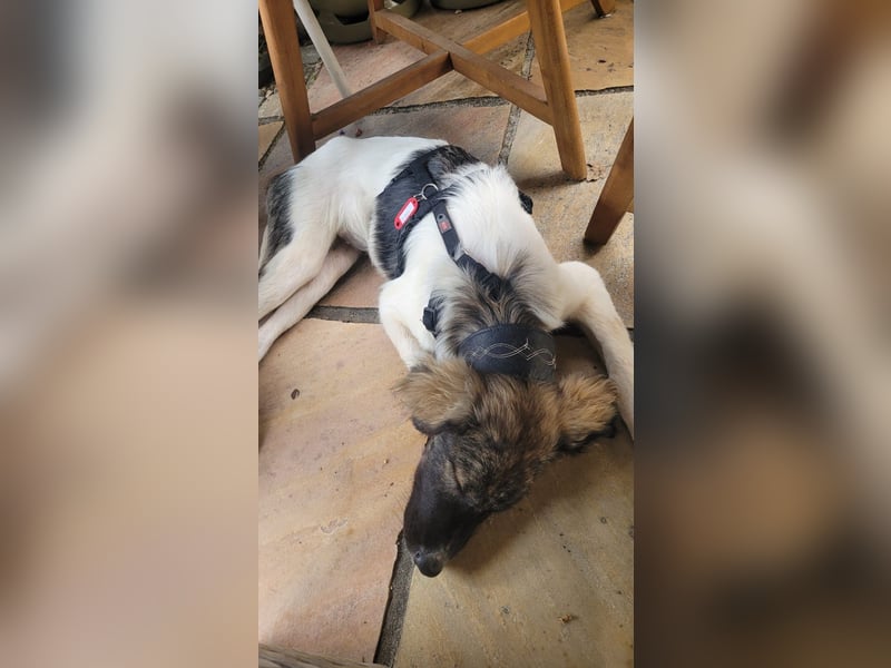 Pippi - Herdenschutz-Mix