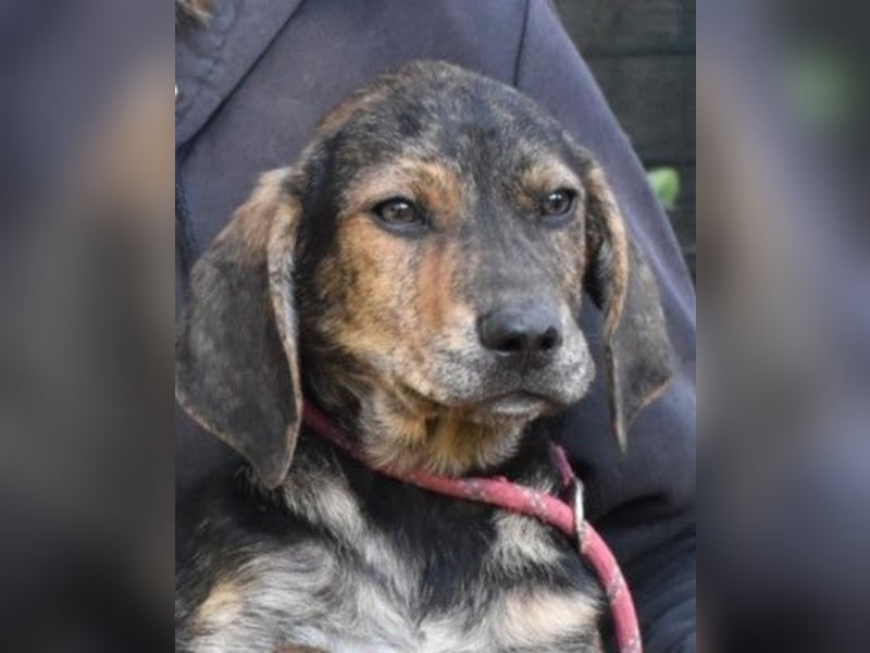 DRINGEND! Pflegestellen gesucht