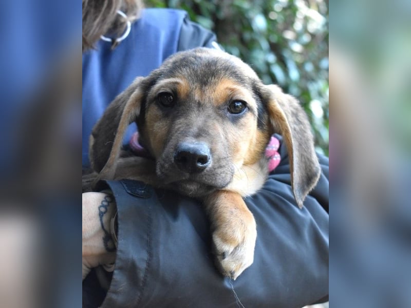 DRINGEND! Pflegestellen gesucht