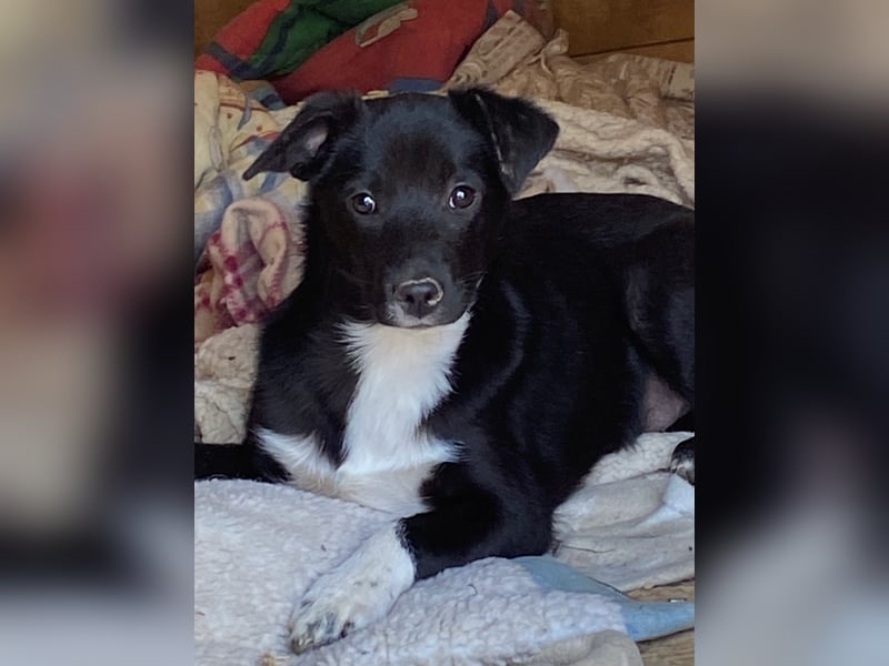 DRINGEND! Pflegestellen gesucht