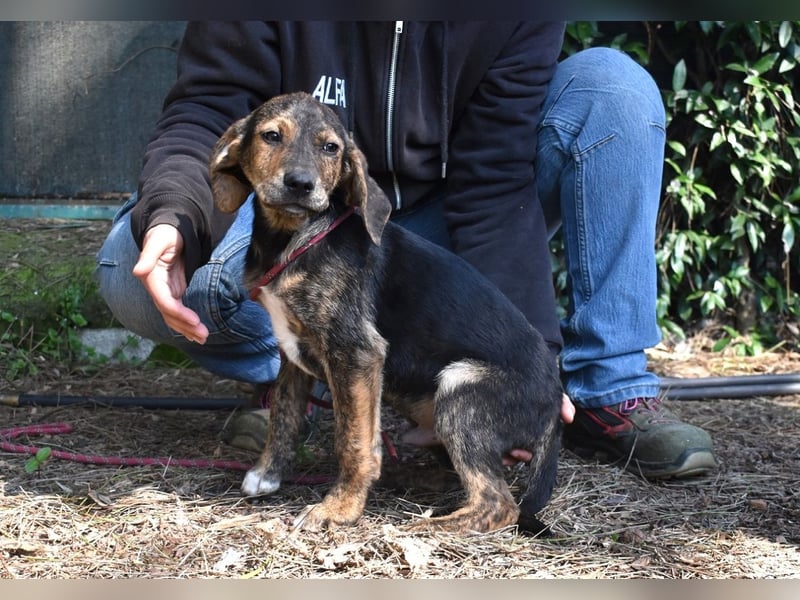 DRINGEND! Pflegestellen gesucht