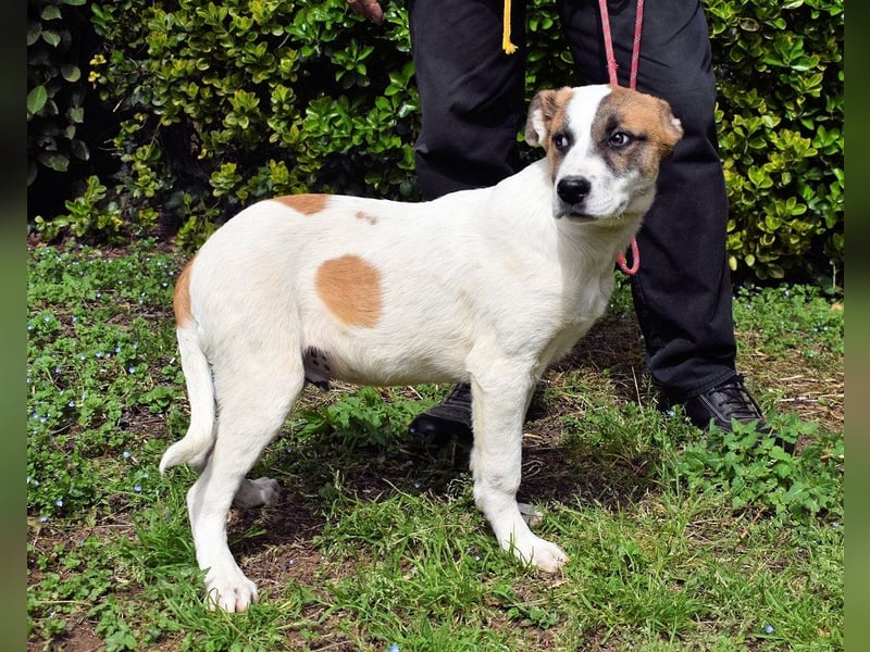 DRINGEND! Pflegestellen gesucht