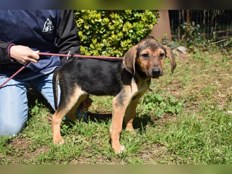 DRINGEND! Pflegestellen gesucht