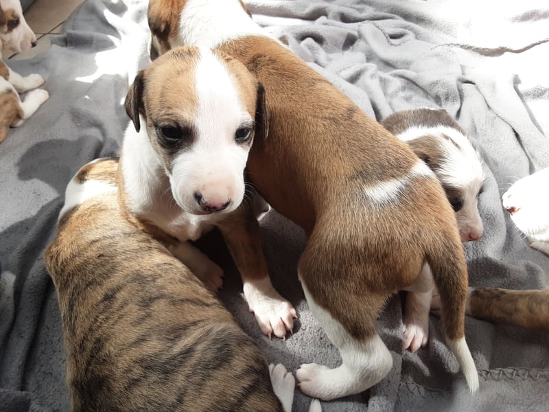 Ausralian Shepherd Mix