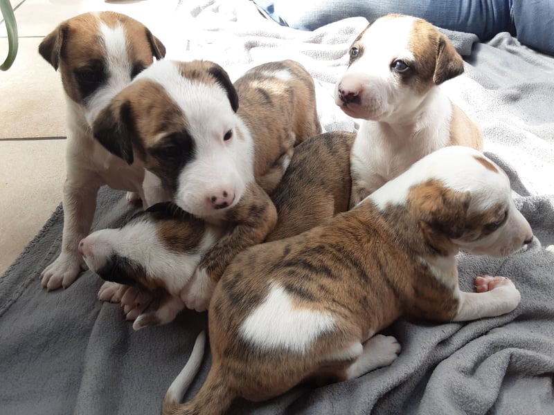 Ausralian Shepherd Mix
