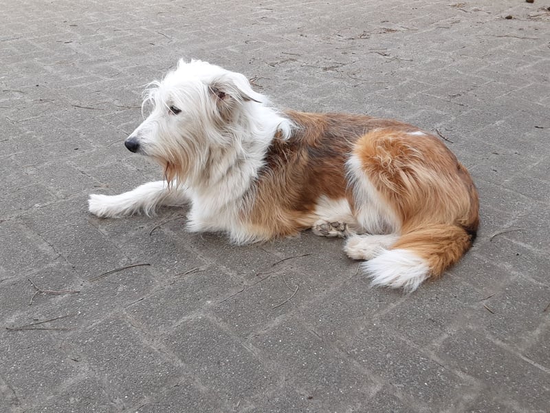 Ausralian Shepherd Mix