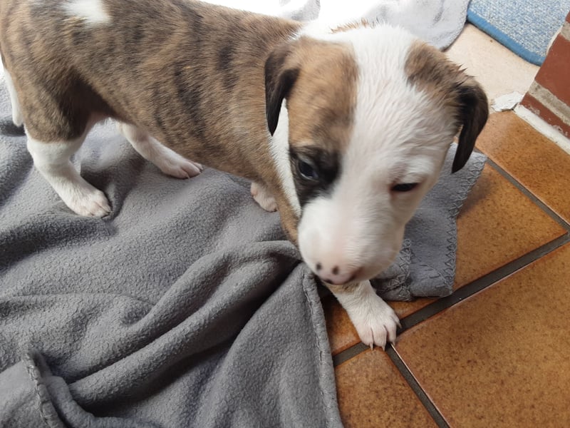 Ausralian Shepherd Mix