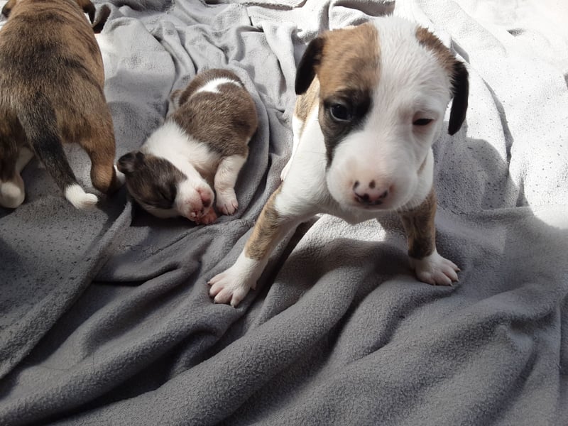 Ausralian Shepherd Mix