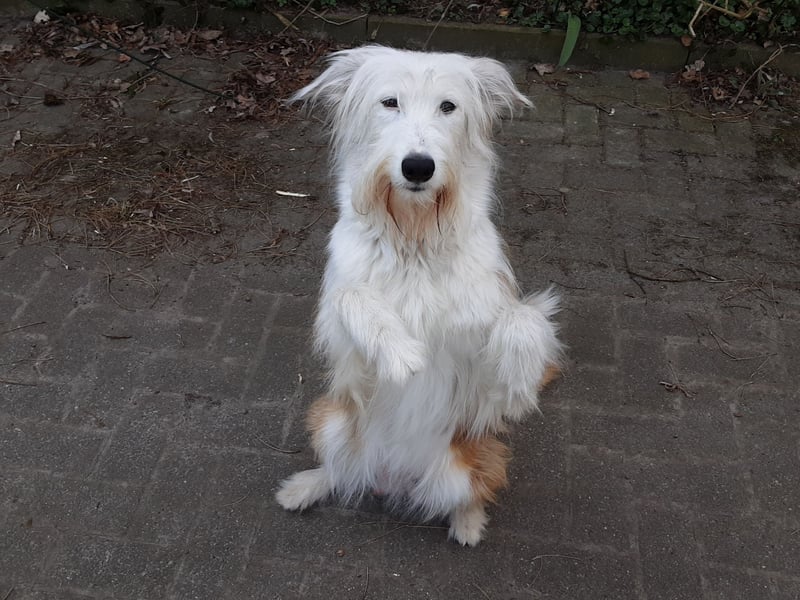Ausralian Shepherd Mix