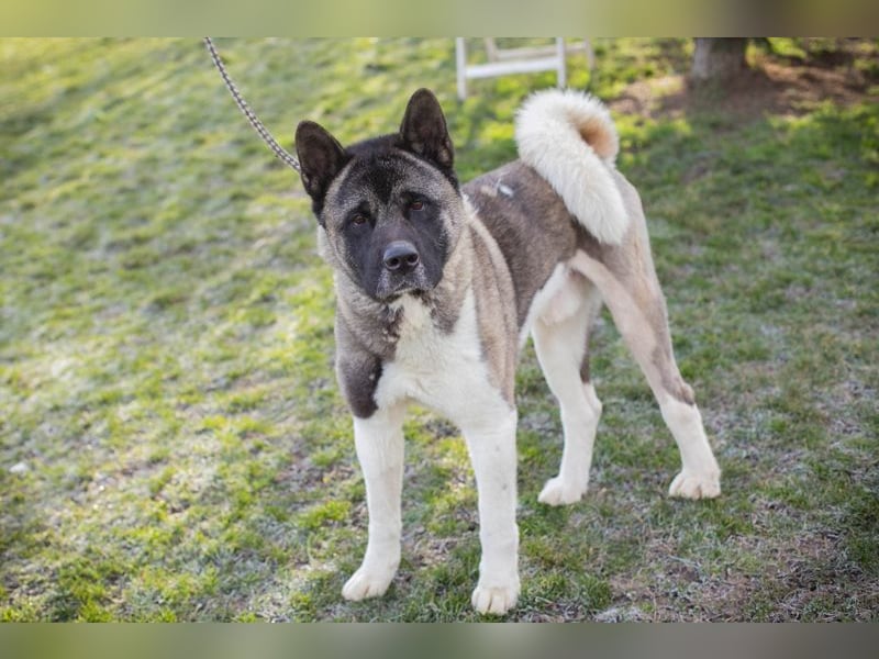 Chip 141584 sucht ein Zuhause