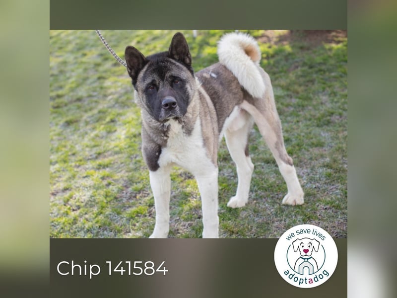 Chip 141584 sucht ein Zuhause