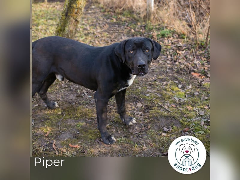 Piper: verdient eine zweite Chance