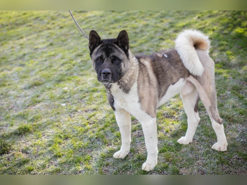 Chip 141584 sucht ein Zuhause