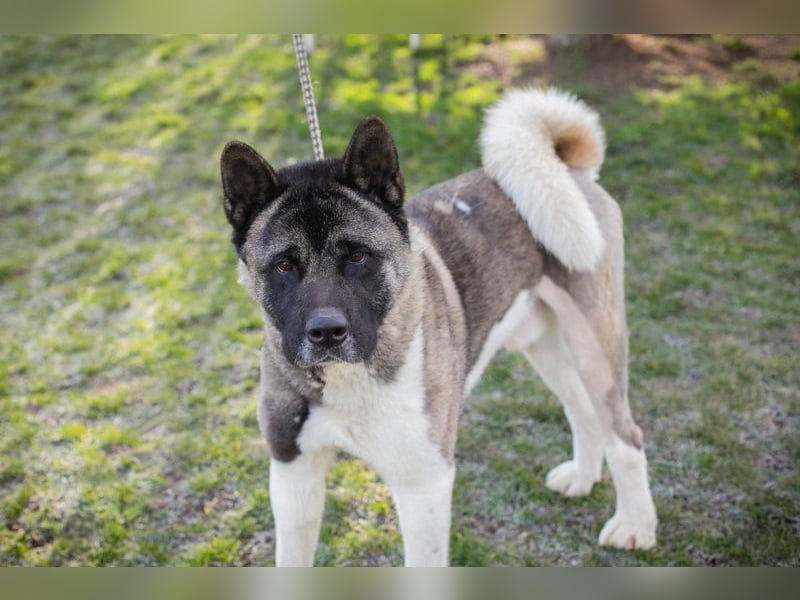 Chip 141584 sucht ein Zuhause