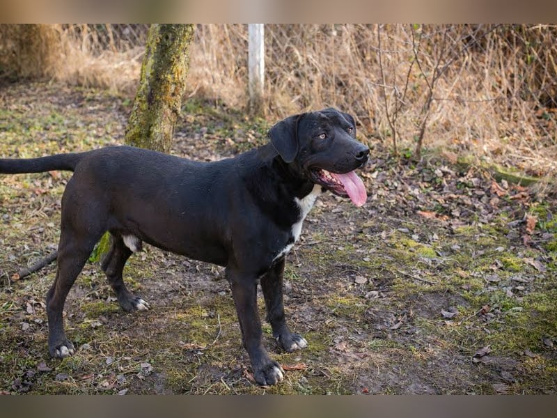 Piper: verdient eine zweite Chance