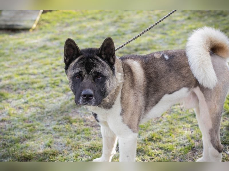 Chip 141584 sucht ein Zuhause