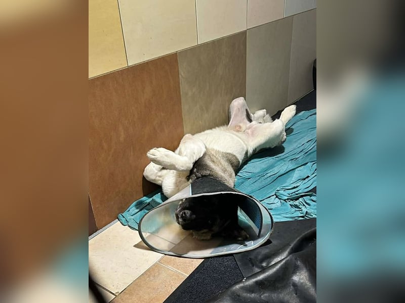 Chip 141584 sucht ein Zuhause