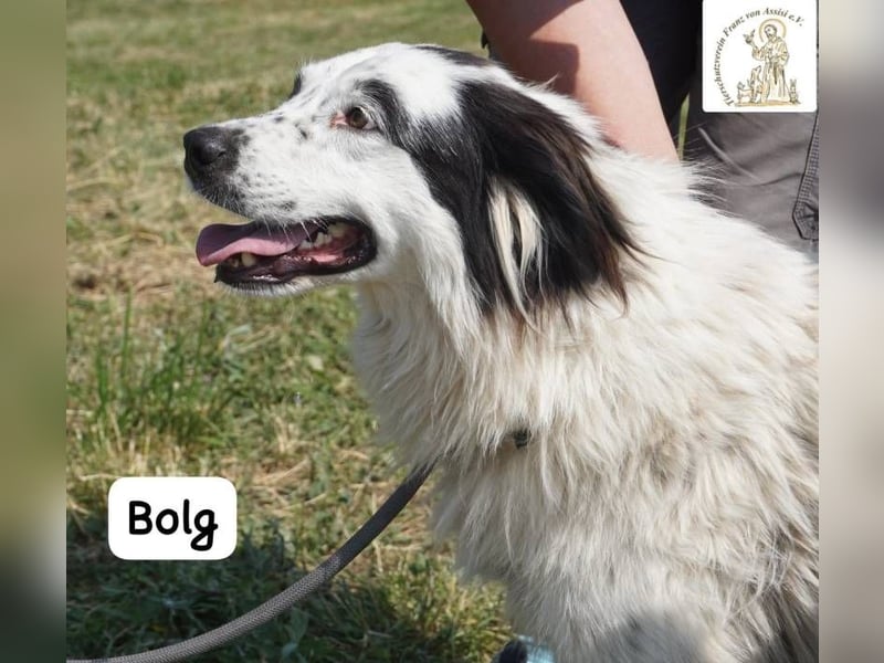 Bolg – Bei seinem Anblick liegt Magie in der Luft!