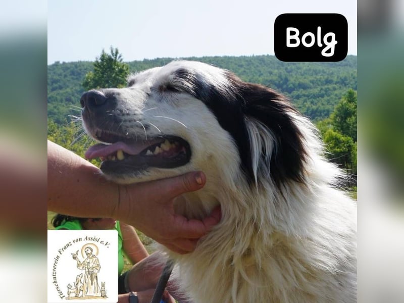 Bolg – Bei seinem Anblick liegt Magie in der Luft!