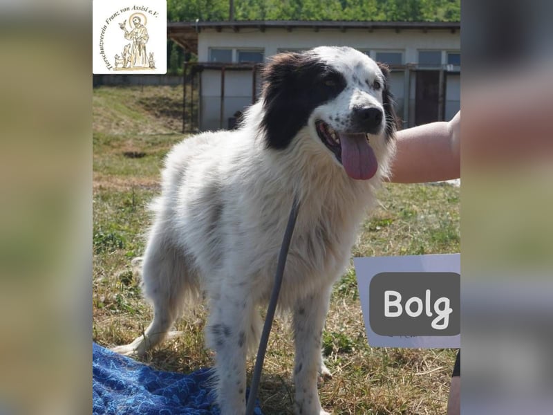 Bolg – Bei seinem Anblick liegt Magie in der Luft!
